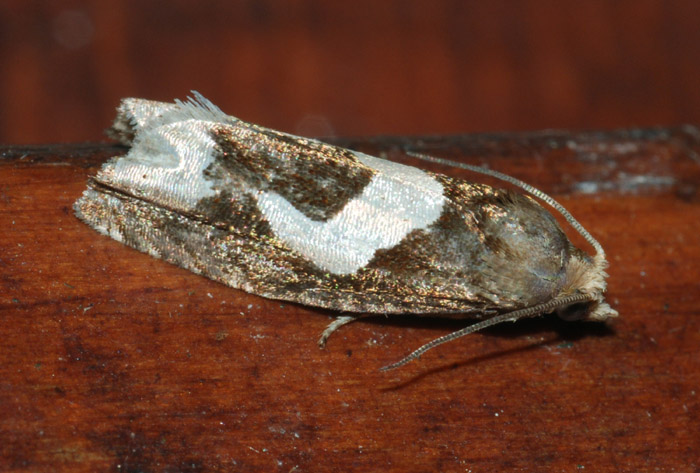 Tortricidae 39 - Epiblema foenella